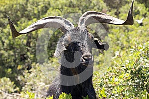 Black goat