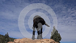 A Black Goat Yeanling Kid Standing Alone on Rock
