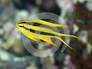 Black-and-gold chromis