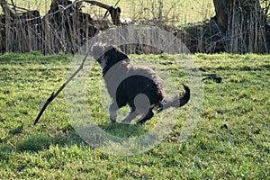 Black gold doddle running on a meadow playing with a stick. Fluffy long black coat