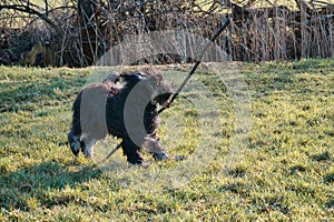 Black gold doddle running on a meadow playing with a stick. Fluffy long black coat