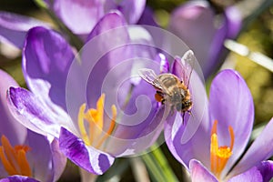 Honeybee, honey bee, Apis mellifera, sitting on sunlit purple crocus flower petals, close-up view