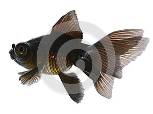 Black  Gold Fish floating in the aquarium