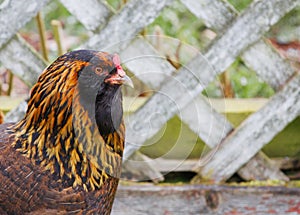 Black and gold hen fence