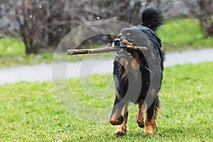 black and gold Hovie dog hovawart flips a stick