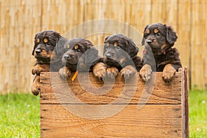 Black and gold Hovie, dog hovawart four cute puppies