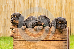 Black and gold Hovie, dog hovawart four puppies peek curiously out of a small box