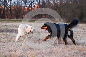 black and gold Hovie dog hovawart and the golden retriever playing in the park