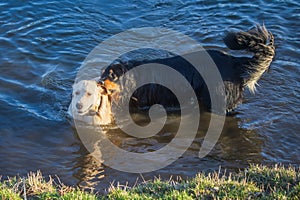black and gold Hovie dog hovawart and golden retriever playing in the water