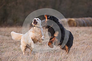 black and gold Hovie dog hovawart and golden retriever want to bite in fun