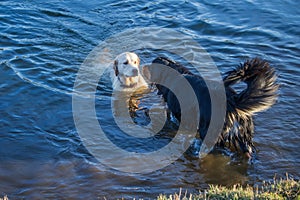 black and gold Hovie dog hovawart and the golden retriever are in the water