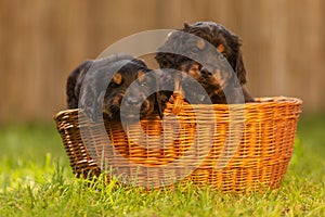 Black and gold Hovie, dog hovawart two puppies in a basket