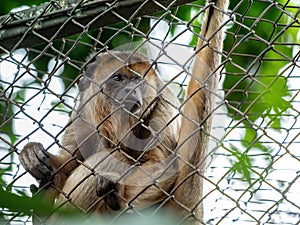 Black-and-gold Howler Monkey