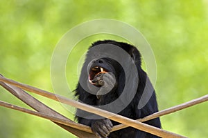 Black-Gold Howler Monkey