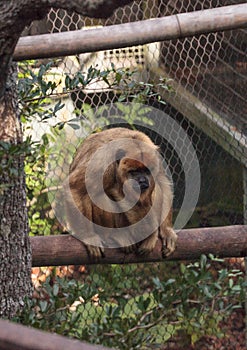 Black and gold howler monkey Alouatta caraya