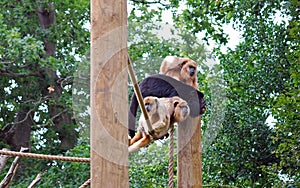 Black and gold howler monkeys