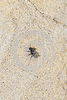 Black & Gold Velvet Ant Wasp Mutillidae Searching for Prey photo