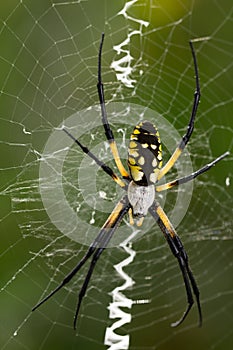 Black and gold zipper spider