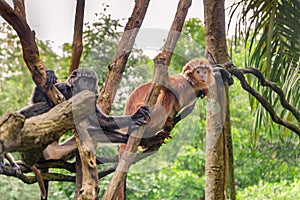 Black and golden East Javan Langur Trachypithecus auratus on tree branch