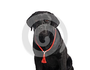 Black golden labrador retriever dog isolated on white background