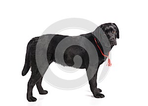 Black golden labrador retriever dog isolated on white background