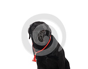 Black golden labrador retriever dog isolated on white background. Studio shot