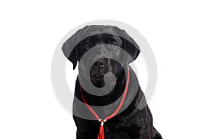 Black golden labrador retriever dog isolated on white background. Studio shot