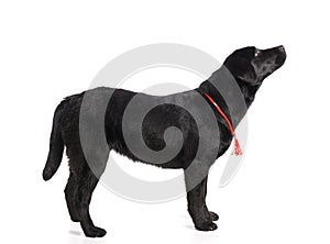 Black golden labrador retriever dog isolated on white background. Studio shot