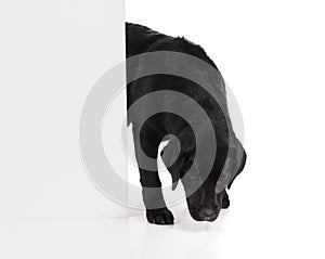Black golden labrador retriever dog isolated on white background. Studio shot