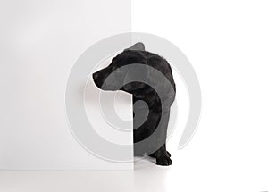 Black golden labrador retriever dog isolated on white background. Studio shot