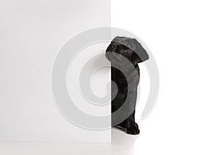 Black golden labrador retriever dog isolated on white background. Studio shot