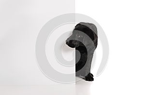 Black golden labrador retriever dog isolated on white background. Studio shot