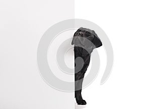 Black golden labrador retriever dog isolated on white background. Studio shot