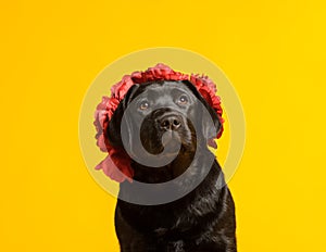 Black golden labrador retriever dog isolated on yellow background. Studio shot