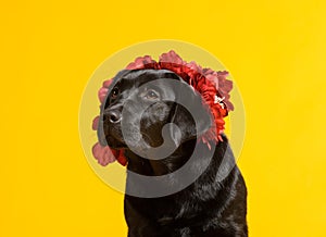 Black golden labrador retriever dog isolated on yellow background. Studio shot