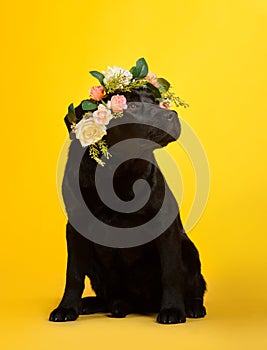 Black golden labrador retriever dog isolated on yellow background. Studio shot