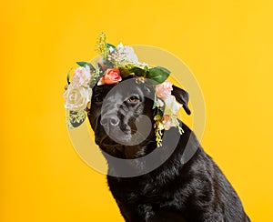 Black golden labrador retriever dog isolated on yellow background. Studio shot