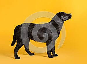 Black golden labrador retriever dog isolated on yellow background. Studio shot