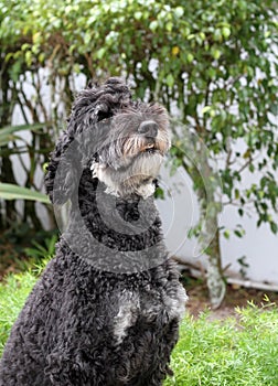 Black Goldendoodle dog, head and shoulders