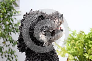 Black Goldendoodle dog headshot