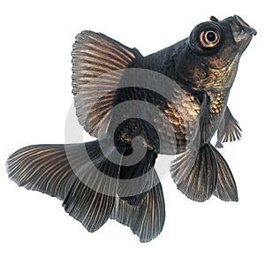 Black Goldfish