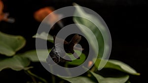 Black Goldfish Aquarium on a Captivating Black Background with anubias plants.