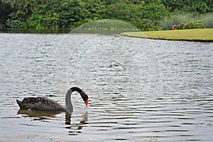 Black goose at the botanical garden of Singapore