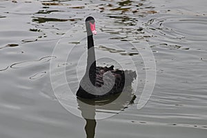 Black Goose or cignus atratus are swimming photo