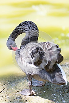 Black goose is on the lake shore.