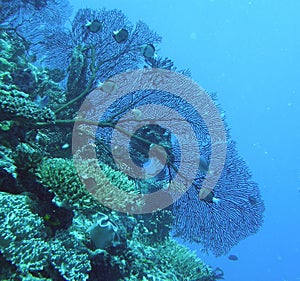 Black Gorgonian Sea Fan