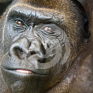 Black Gorilla Portrait