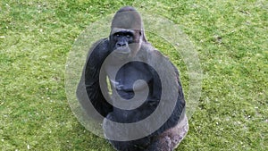 Black gorilla sits on the grass in zoopark.