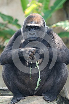 Black gorilla thinking