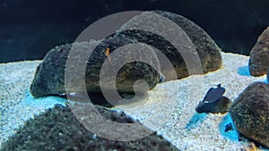 Black Gost Knifefish glacefully swimming in a underwater pond